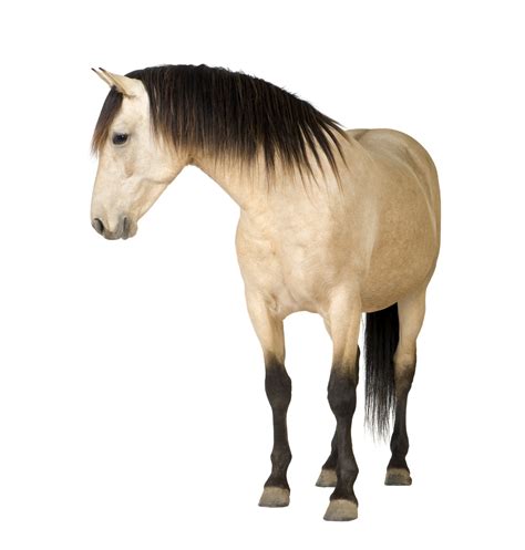 picture of a palomino|924 Horse Palomino Stock Photos & High